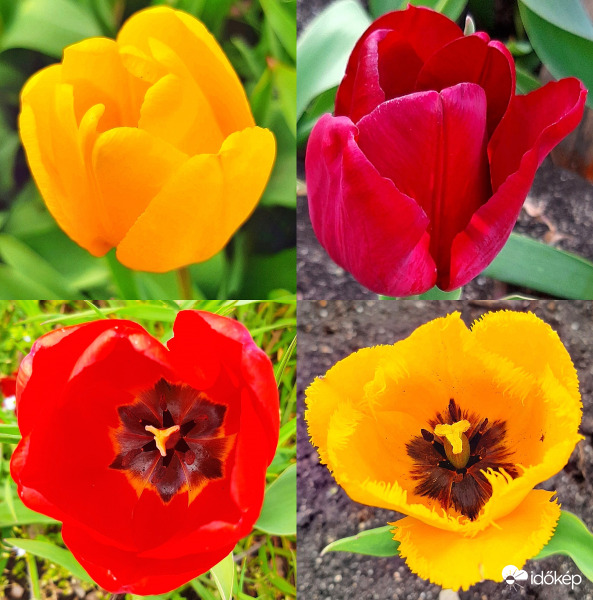 Tulipán egyveleg :)