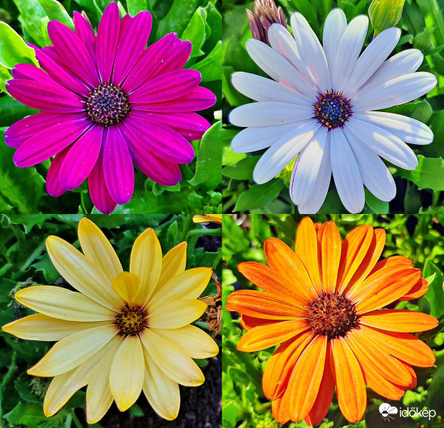 4 szín egy témára (talán cseppecskevirág) :)