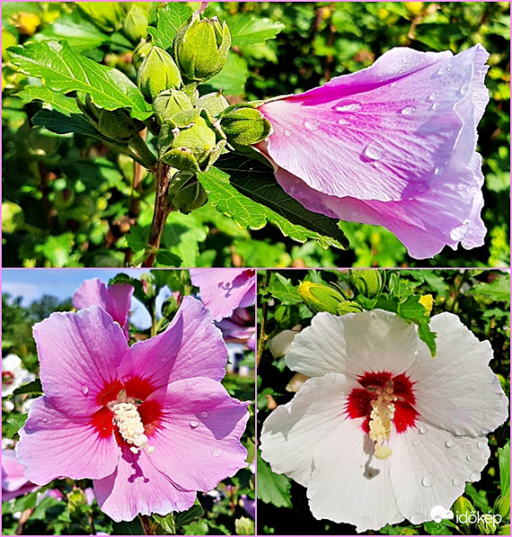 Eső után felfrissülve 1.