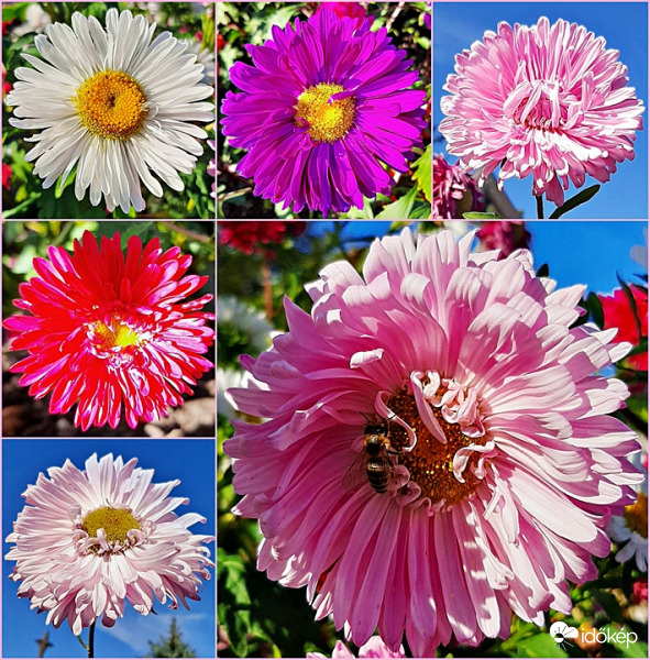 Főszerepben az őszirózsa :)