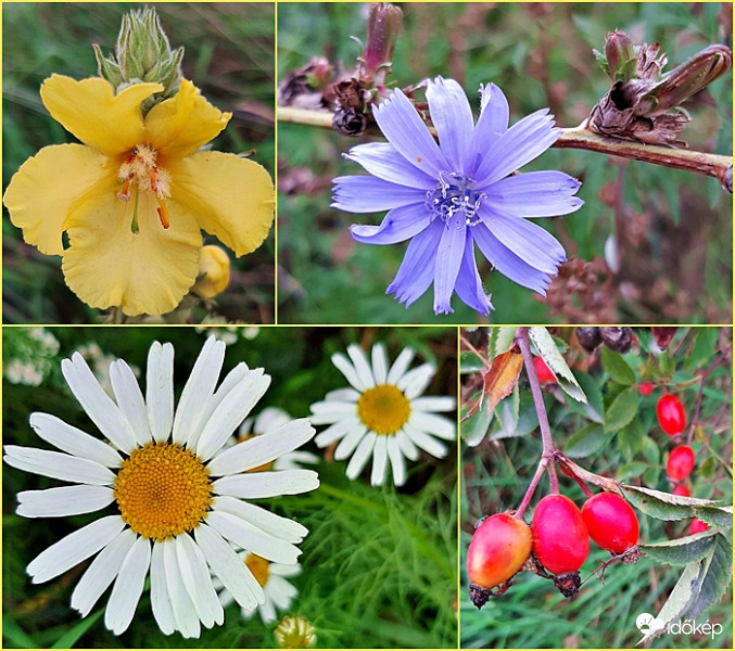 Az őszi rét szépségei... :)
