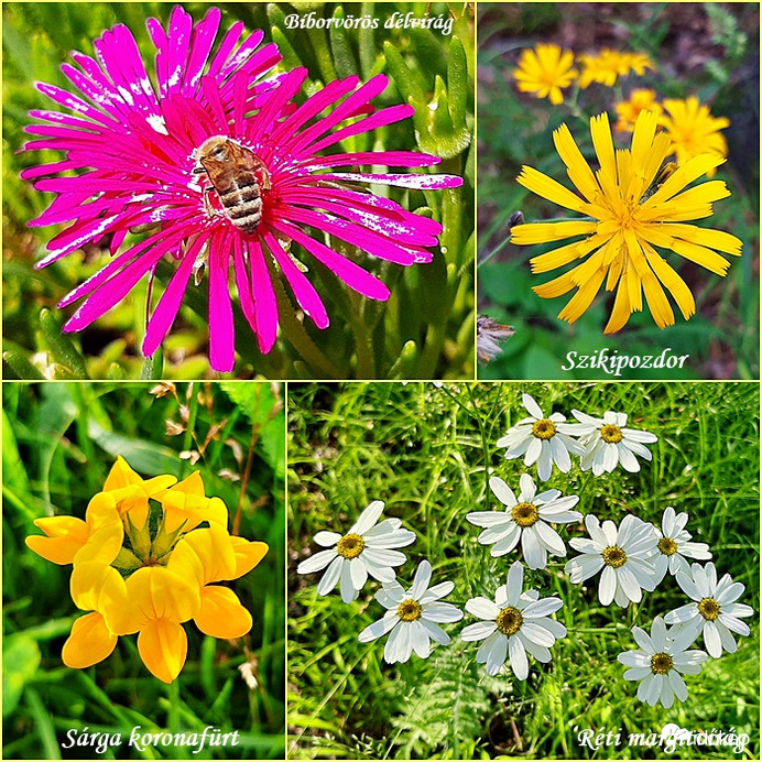 Két júniusi séta szépségei :)