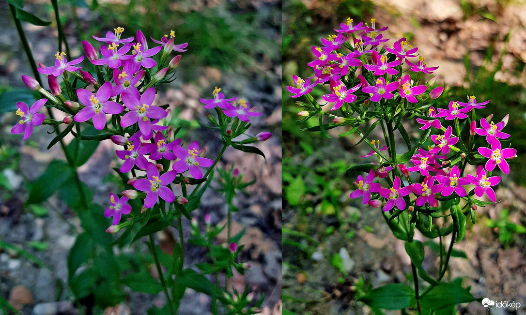Általam ismeretlen erdei szépség... :)
