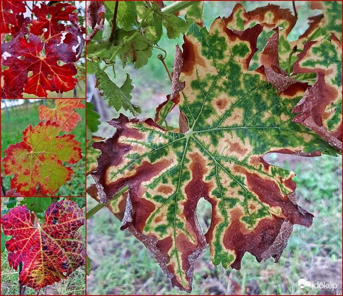 Vibráló őszi színek a szőlőben :)