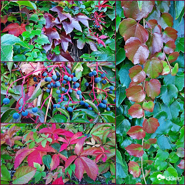 Az ősz első jelei a vadszőlőn... :)