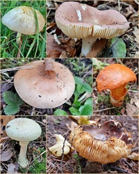 A gombák még mindig tartják magukat... :)