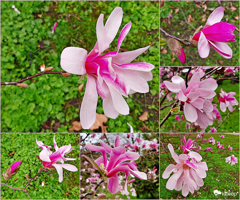 Csillagvirágú liliomfa teljes pompájában :)