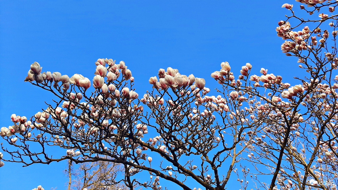 Fehér magnólia teljes pompájában 1. :)