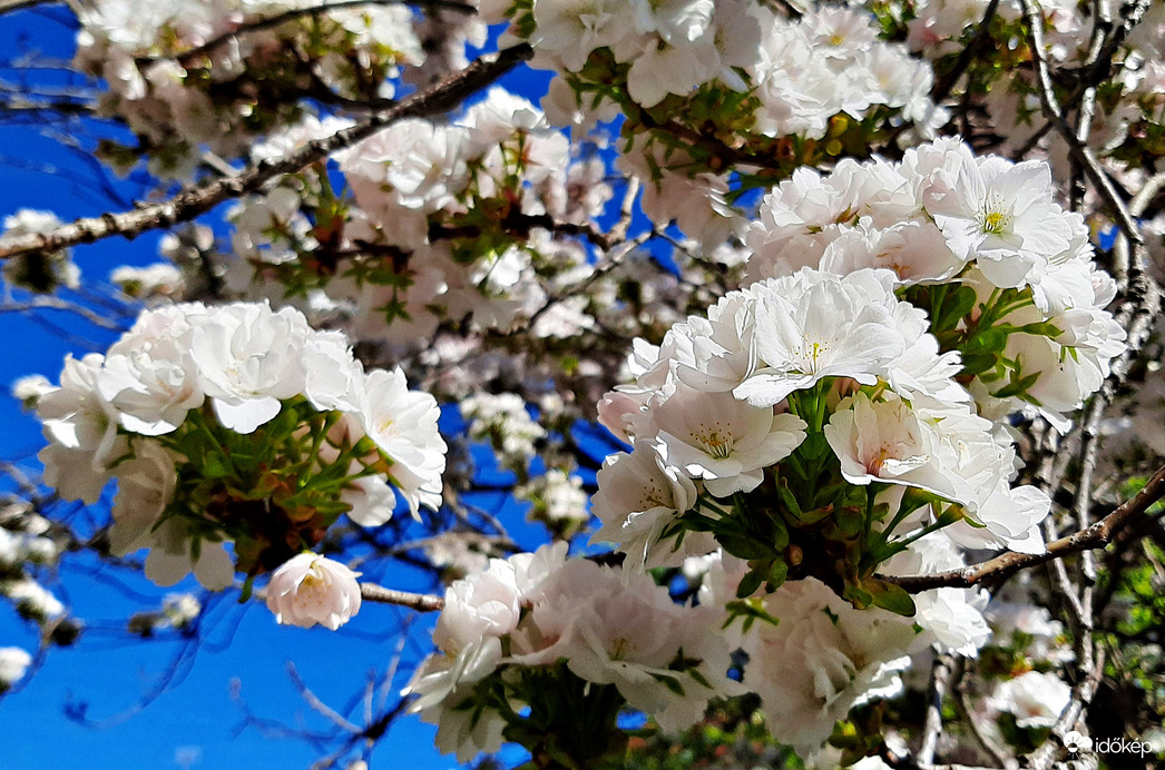 Japán díszcseresznye fehérben 1. :)