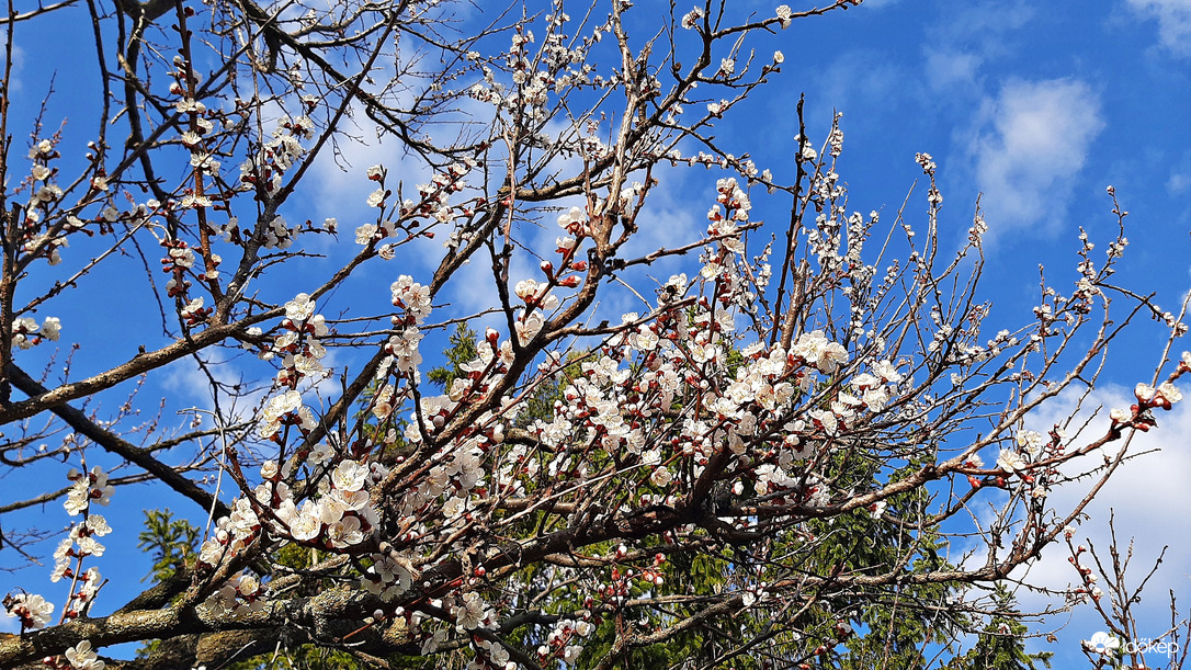 Sárgabarack virágzása :)