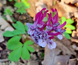 Megjelent az odvas keltike is a Soproni Parkerdőben 2. :)