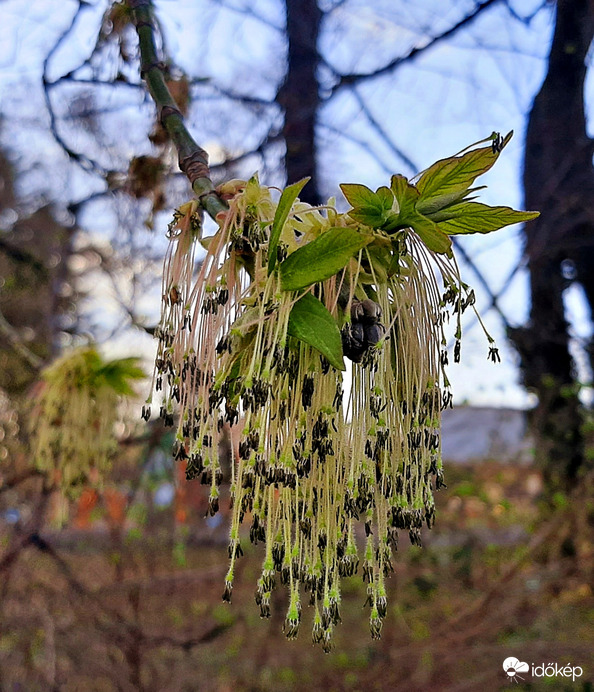 Kőrislevelű juhar virágzása :)