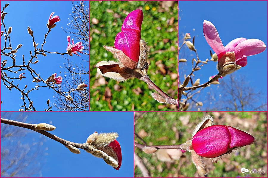 Csillagvirágú liliomfa kibontakozóban... :)