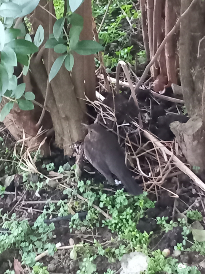 Fekete rigó: milyen szép a bokor tőlgye