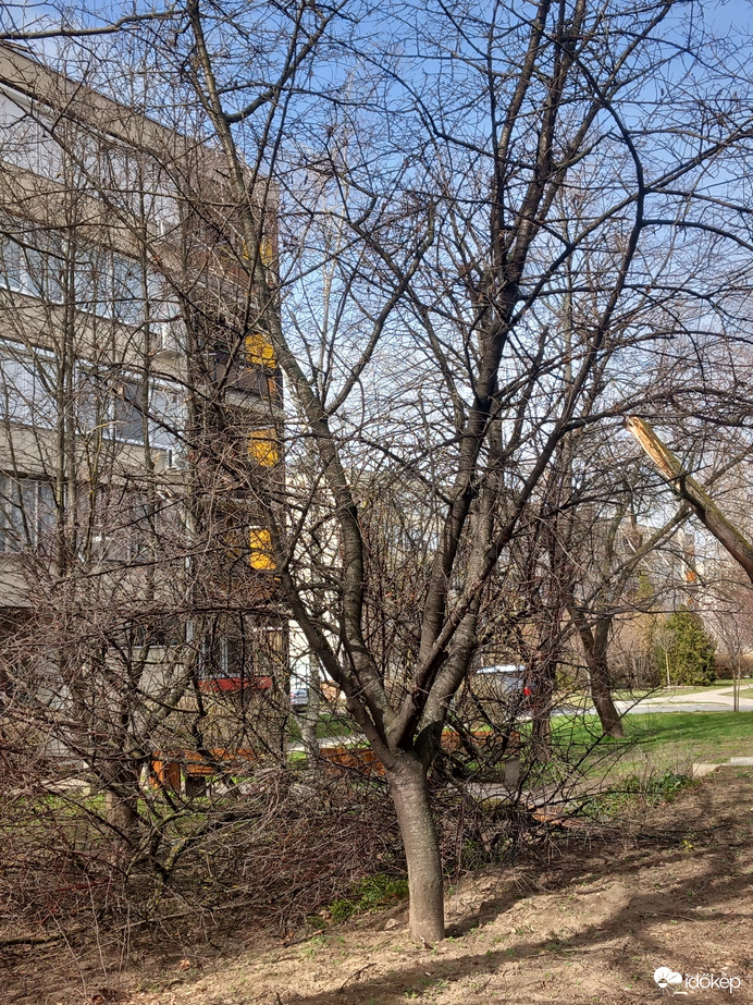 Kidőlt egy fa Esztergomban