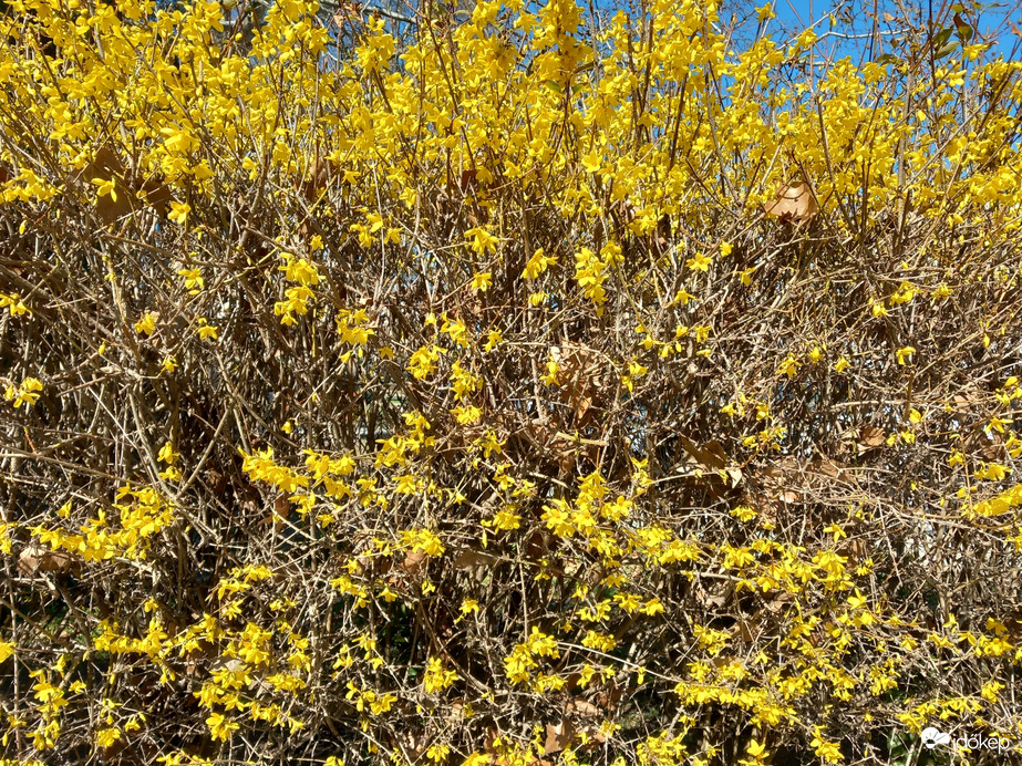 Aranyeső márciusban Esztergom