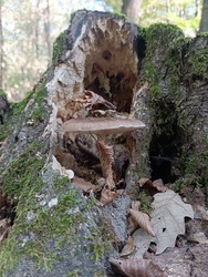 Barna csengettyűgomba