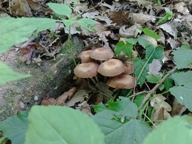 Barna porhanyósgomba 
