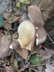 Bársonyostönkű cölöpgomba (1.b)