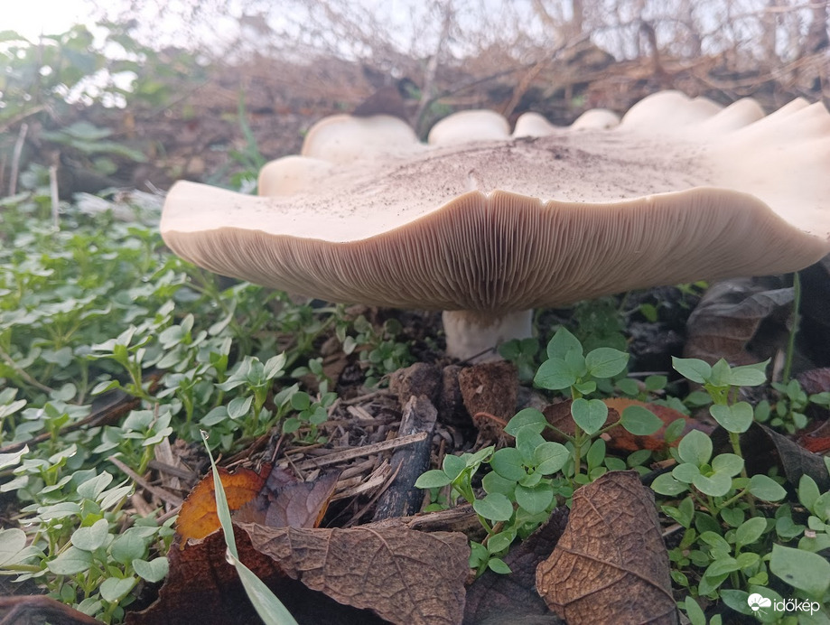 Lilatönkű pereszke