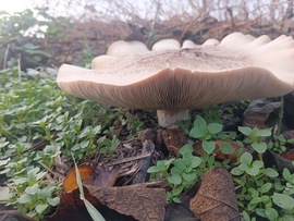 Lilatönkű pereszke