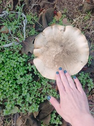 Lilatönkű pereszke 1.b-felülnézetben