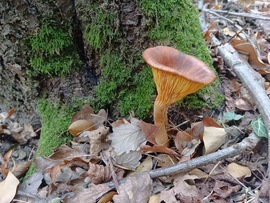 Világító tölcsérgomba