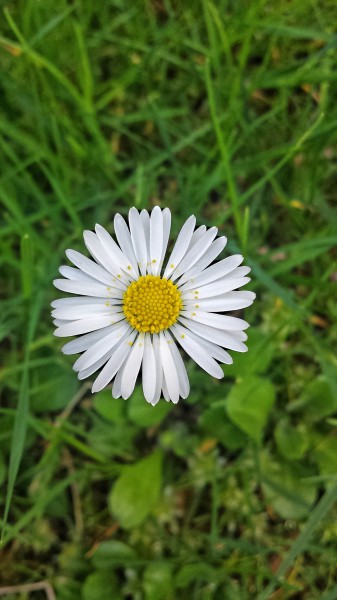 Kőszegi Tavasz