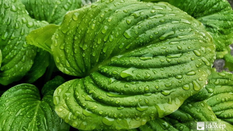 Hajnali zápor után 2016.05.15.