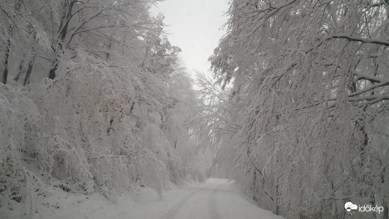 A képek 700 méter magasban készültek, erős havazás és hófúvás fogadott minket.  16 cm friss hó hullott reggel fél 8-ig