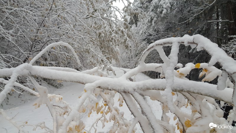 A képek 700 méter magasban készültek, erős havazás és hófúvás fogadott minket.  16 cm friss hó hullott reggel fél 8-ig