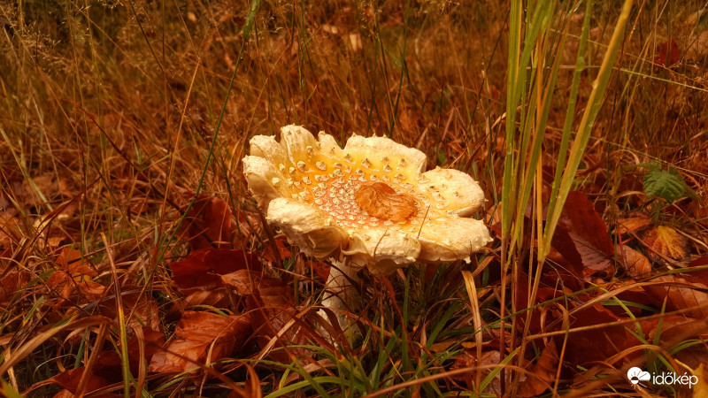 Kőszegi-hegység 2017.10.23.