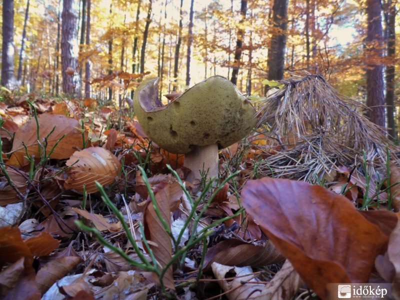 Vargánya a kőszegi hegységben 2015.11.01.