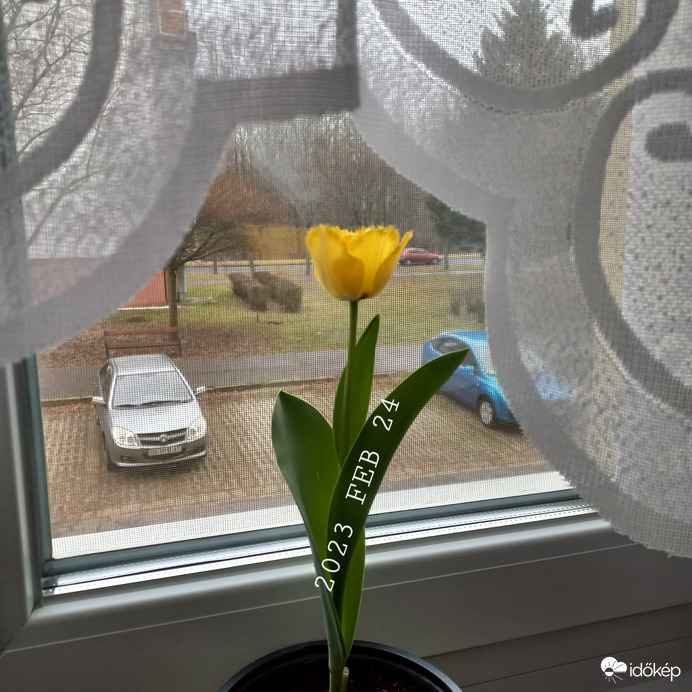 Tavasz a szobába