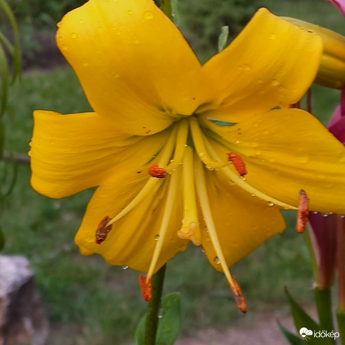 Sárga liliom