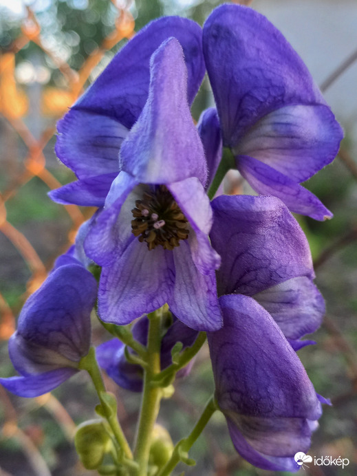 Mérgező sisak virág