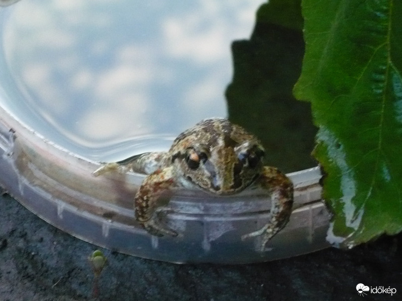 Elegem van a vízből.