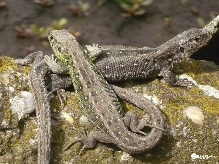 Élvezzük a hőséget!