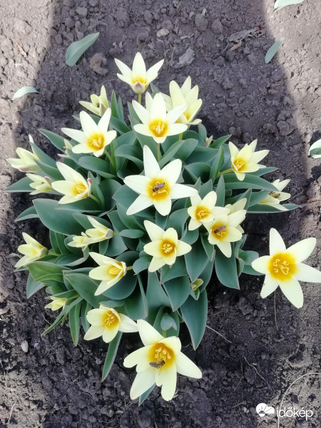 Mini tulipánok !