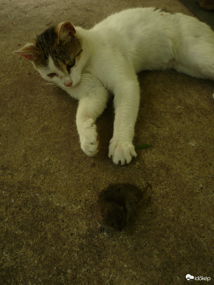 Meg egyem,vagy sem .