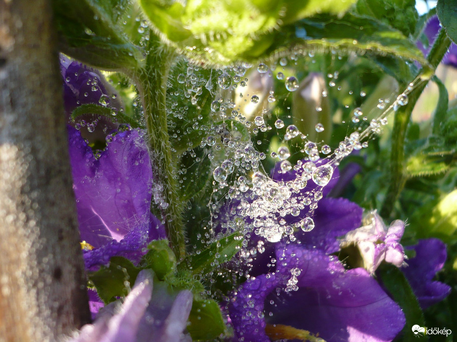 Pókhálos esőcseppes