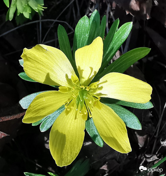 Téltemető (Eranthis hiemalis)