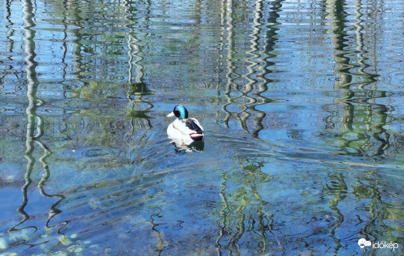 Monet festmény