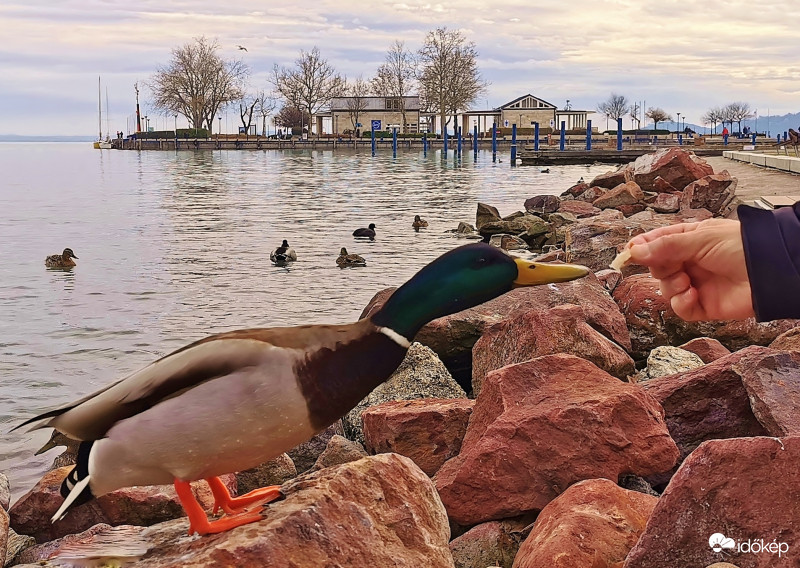 Balatonfüred