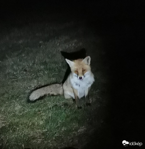 Esti látogató.