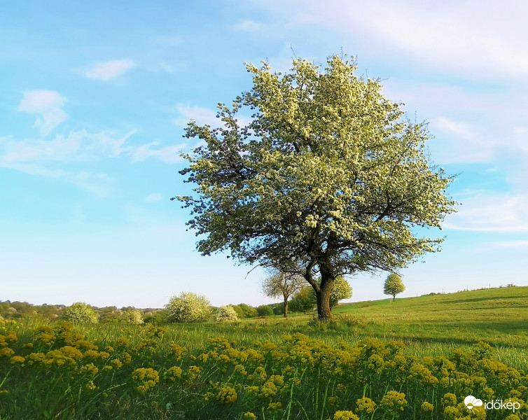 Mai gyönyörű időbe a legelőn.