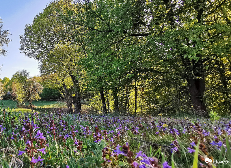 Virágos erdőszél a Bakonyban