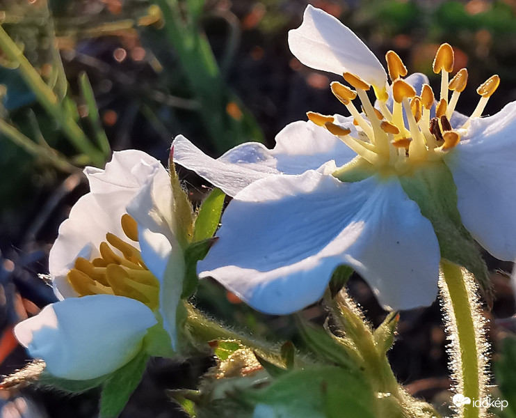 Ebből szamóca lesz