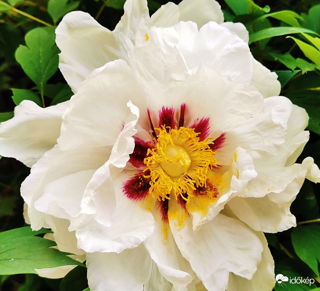 Lehet hogy bazsarózsa?