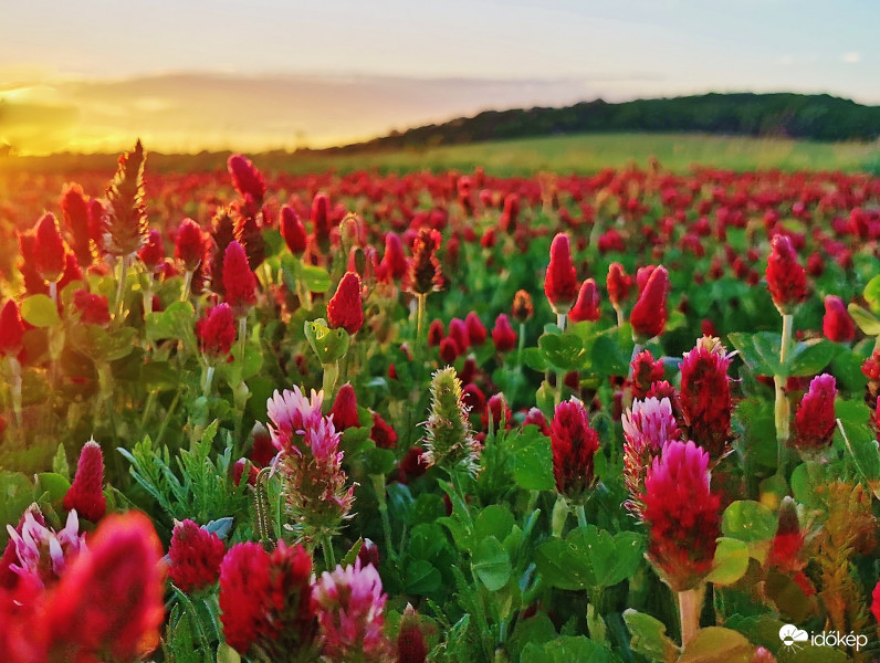 Lemenő nap fényében